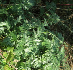 Artemisia absinthium