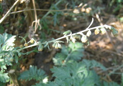 Artemisia absinthium