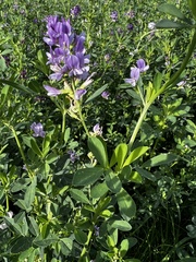 Medicago sativa