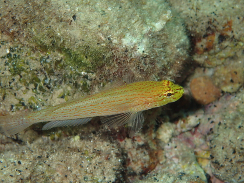 Glavoč zlatac (Gobius auratus)