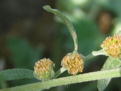 Artemisia absinthium