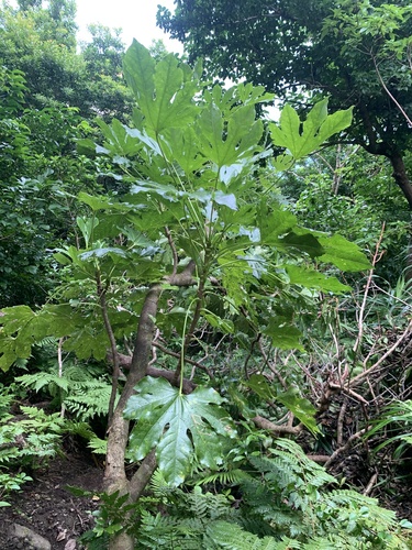 Fatsia oligocarpella iNat (3)
