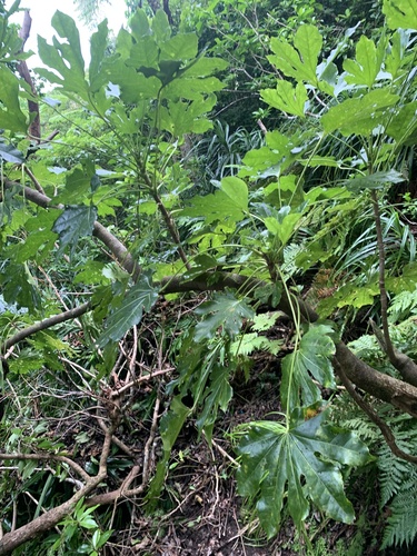 Fatsia oligocarpella, photograph 4