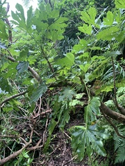 Fatsia oligocarpella, photograph 岸本年郎, CC BY, iNaturalist via GBIF