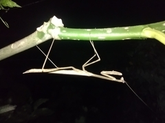 Phasmomantis sumichrasti