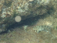 Parablennius sanguinolentus