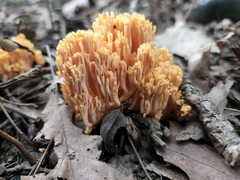 Ramaria formosa