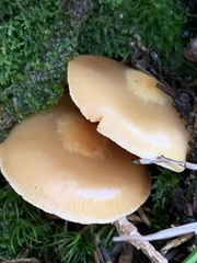 Kuehneromyces
