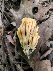 Ramaria formosa
