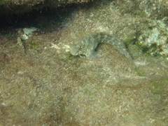 Parablennius sanguinolentus