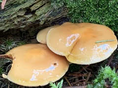 Kuehneromyces