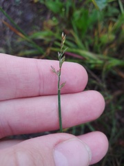 Poa compressa