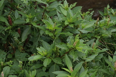 Phytolacca octandra