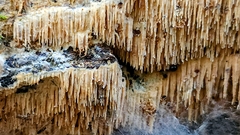 Radulomyces copelandii