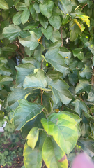 Magnoliopsida