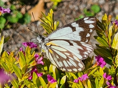Belenois java