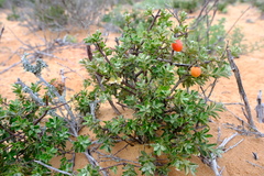 Diospyros lycioides