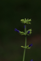 Salvia mexicana
