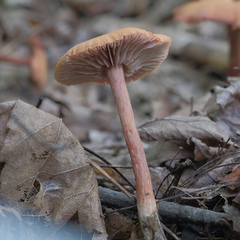 Laccaria bicolor