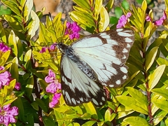 Belenois java