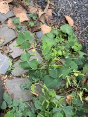 Oxalis stricta