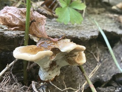Ganoderma