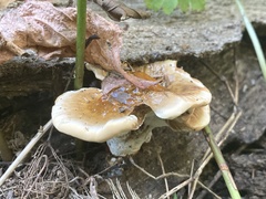Ganoderma
