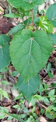 Idesia polycarpa