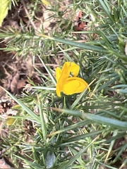 Ulex europaeus
