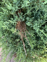 Pestalotiopsis funerea