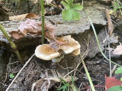 Ganoderma