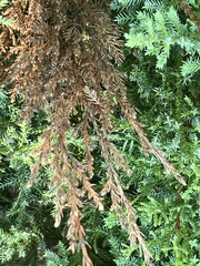 Pestalotiopsis funerea