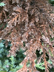 Pestalotiopsis funerea