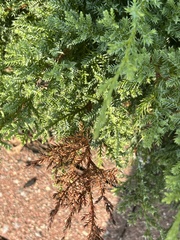 Pestalotiopsis funerea