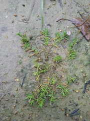 Spergularia rubra