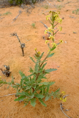 Lyperia tristis