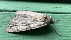 Catocala subnata