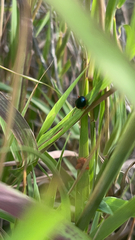 Chrysomelidae