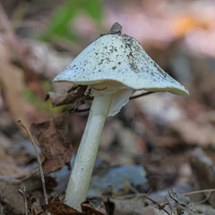 Amanita bisporigera