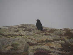 Pyrrhocorax pyrrhocorax