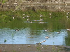 Callonetta leucophrys