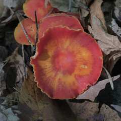 Hygrocybe coccinea