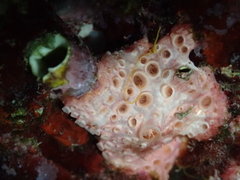 Hemimycale columella