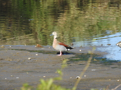 Callonetta leucophrys