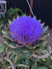 Cynara cardunculus