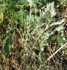 Artemisia frigida