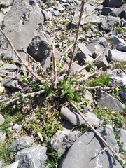 Echium vulgare