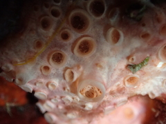 Hemimycale columella