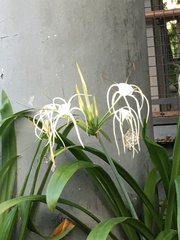 Hymenocallis