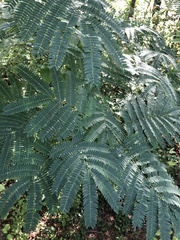 Albizia julibrissin